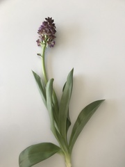 Orchis purpurea