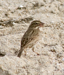 Passerculus sandwichensis beldingi