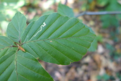 Stigmella tityrella