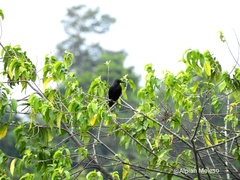 Corvus unicolor