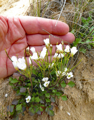 Cardamine magnifica