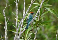 Scrub Tanager photo 2