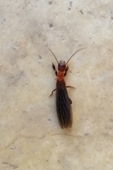Oligotomidae