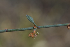 Muehlenbeckia ephedroides