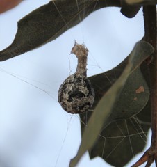 Mastophora cornigera