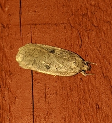 Agonopterix canadensis