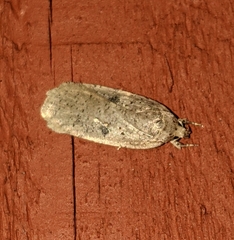 Agonopterix canadensis