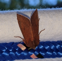 Orthosia transparens