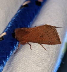 Orthosia transparens