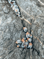 Image of Echinolittorina peruviana