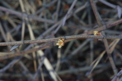 Muehlenbeckia ephedroides