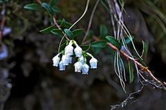 Gaultheria macrostigma