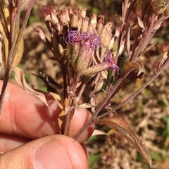 Chromolaena pulchella