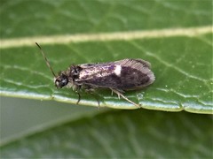 Heringocrania unimaculella
