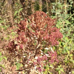 Chromolaena pulchella