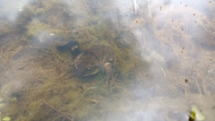 Pelobates fuscus insubricus