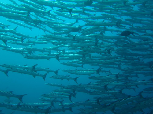 Chevron barracuda