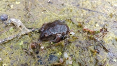 Pelobates fuscus insubricus