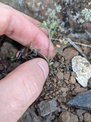 Polemonium micranthum