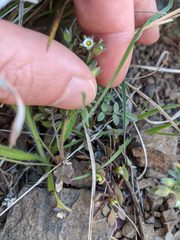 Polemonium micranthum