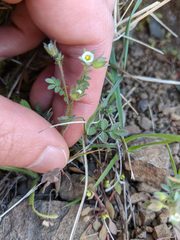 Polemonium micranthum