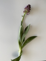 Orchis purpurea
