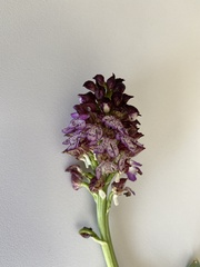 Orchis purpurea