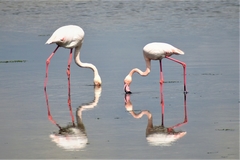 Phoenicopterus roseus