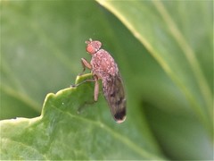 Suillia variegata