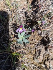Viola trinervata