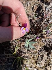 Viola trinervata