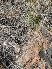 Opuntia × columbiana
