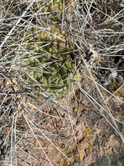 Opuntia × columbiana