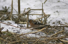 Fringilla coelebs