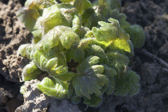 Primula matthioli sachalinensis