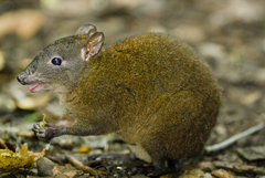 Hypsiprymnodon moschatus