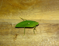 Phylloptera
