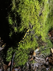 Salamandra salamandra