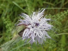 Carthamus caeruleus