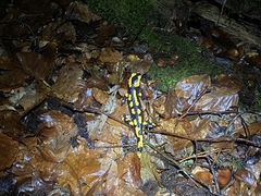 Salamandra salamandra