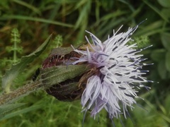 Carthamus caeruleus
