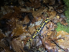 Salamandra salamandra