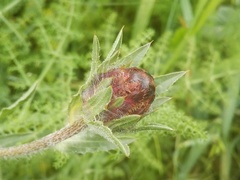 Carthamus caeruleus