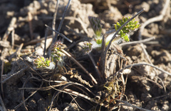 Pulsatilla campanella