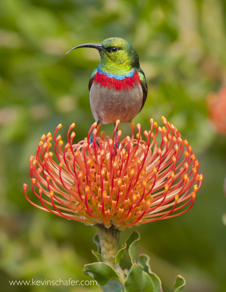 Southern Double-collared Sunbird