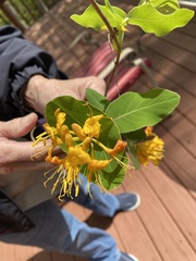 Lonicera flava