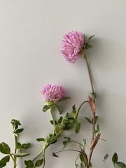 Trifolium pratense