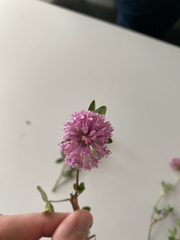 Trifolium pratense