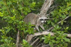 Procyon pygmaeus
