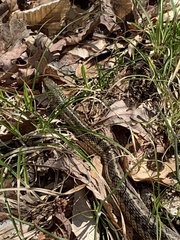 Thamnophis sirtalis